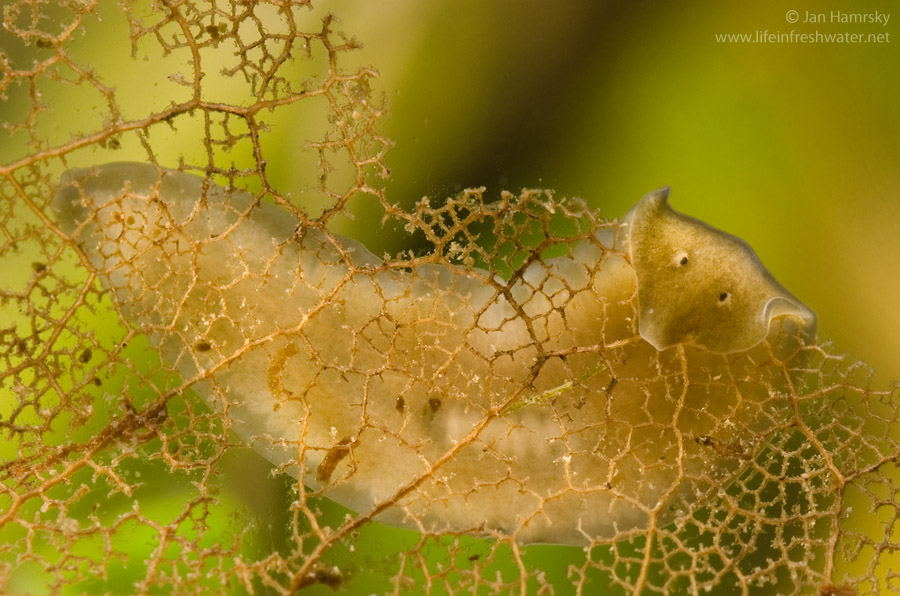 планария семейства Dugesiidae