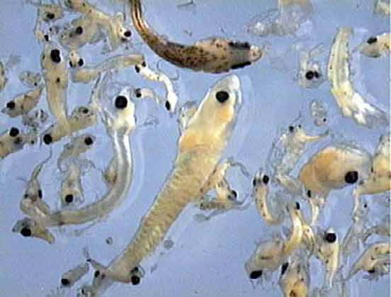 Планктоны, увеличенные под микроскопом